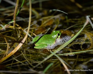 Amphibien