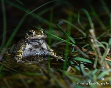 Amphibien