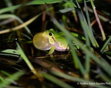 Amphibien